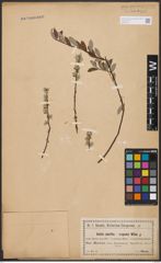 Foto von Salix aurita L. x Salix repens L.